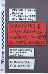 Etikett zu Priopus schultzei (Platia & Schimmel, 2004)